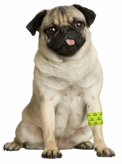 Euro Joe Bandage Petflex Yellow No Chew