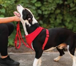 Euro Joe KONG Comfort Harness Black -FIRST AID Sales Store 270282