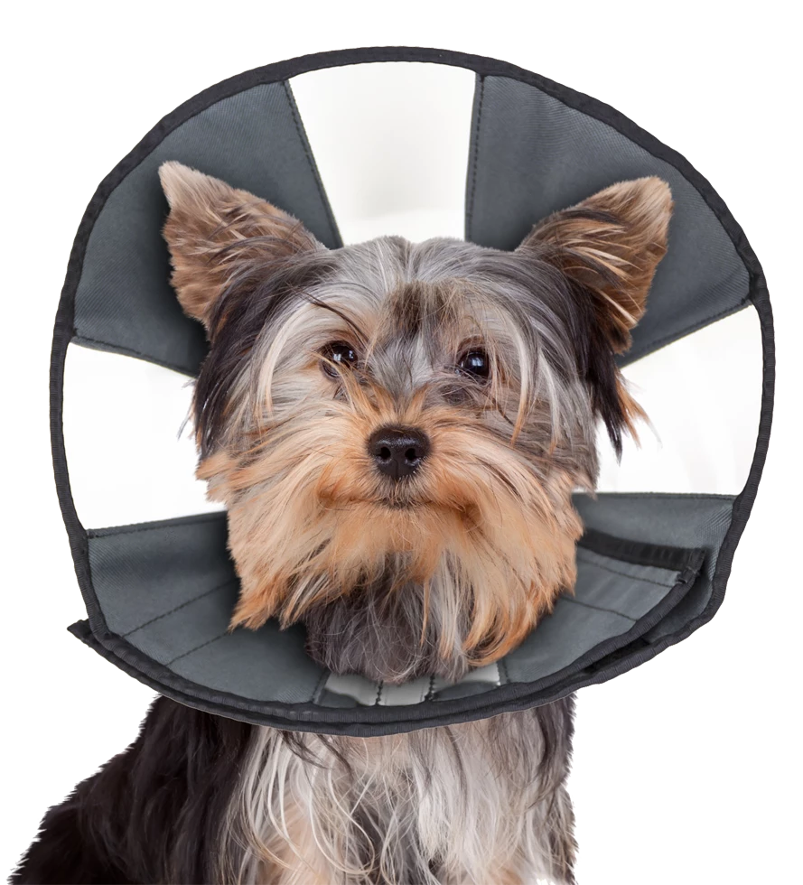 Euro Joe Zenpet Procone S 1 Euro Joe Zenpet Procone S