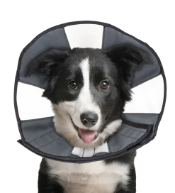 Euro Joe Zenpet Procone L