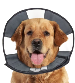 Euro Joe Zenpet Procone XL