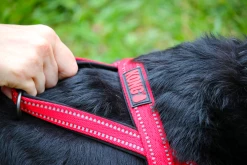 Euro Joe KONG Norwegian Harness Red -FIRST AID Sales Store KONGHNSLGRD 1
