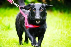 Euro Joe KONG Norwegian Harness Red -FIRST AID Sales Store KONGHNSLGRD 2