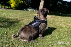 Euro Joe Nylon Harness 'Tactical' Pink -FIRST AID Sales Store loesje harnas 1 2