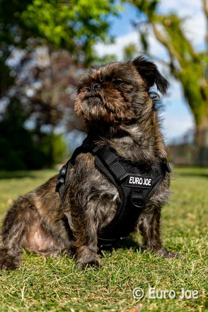 Euro Joe Nylon Harness 'Tactical' Taupe 29 Euro Joe Nylon Harness 'Tactical' Taupe - Image 29