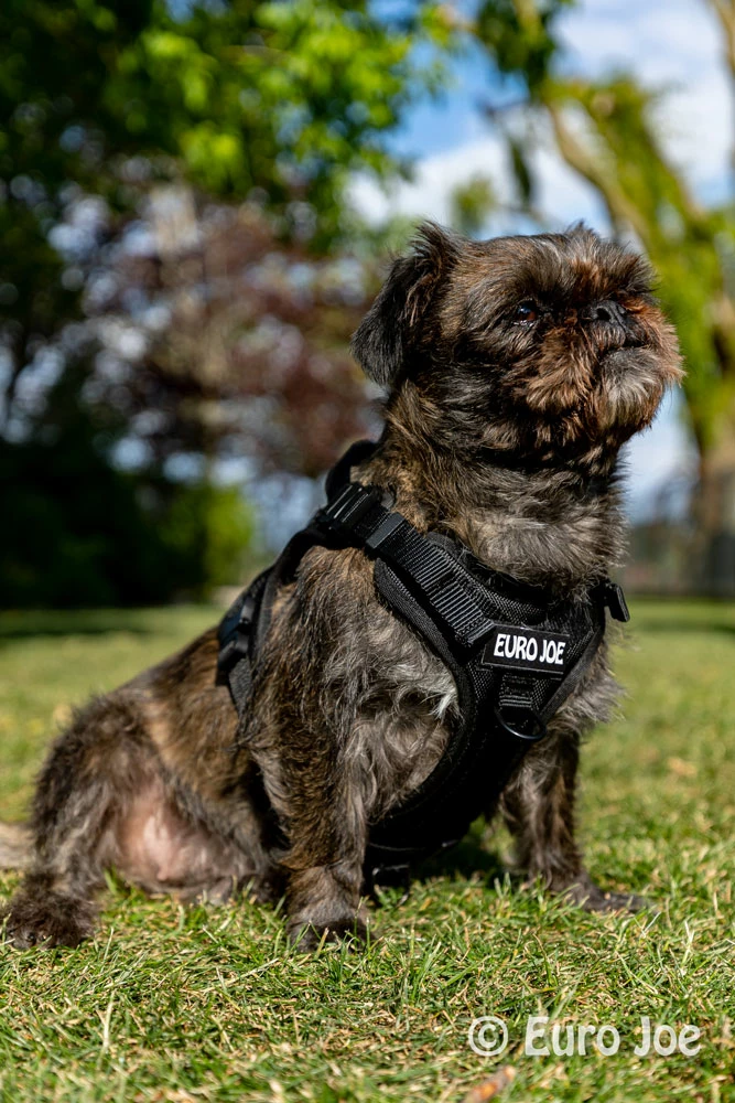 Euro Joe Nylon Harness 'Tactical' Taupe 27 Euro Joe Nylon Harness 'Tactical' Taupe - Image 27