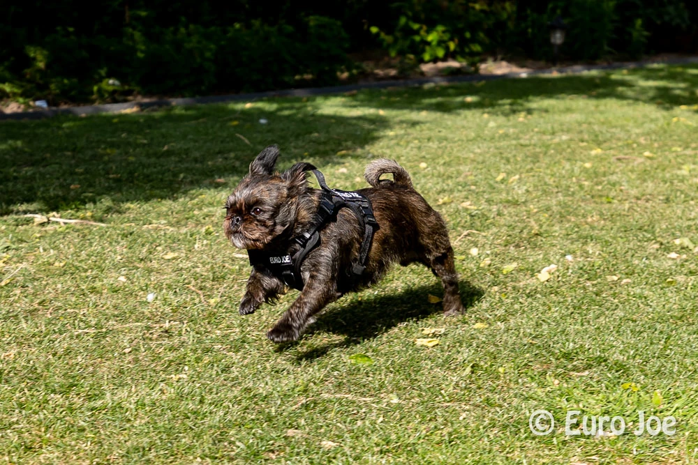 Euro Joe Nylon Harness 'Tactical' Neon Yellow 31 Euro Joe Nylon Harness 'Tactical' Neon Yellow - Image 31