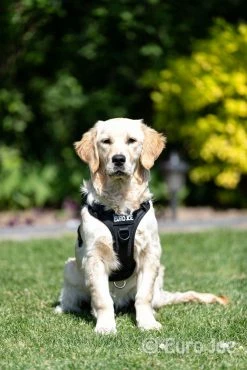 Euro Joe Nylon Harness 'Tactical' Neon Yellow 35 Euro Joe Nylon Harness 'Tactical' Neon Yellow -FIRST AID Sales Store tactical harness 1 7