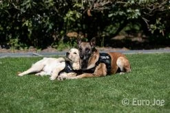 Euro Joe Nylon Harness 'Tactical' Neon Yellow 53 Euro Joe Nylon Harness 'Tactical' Neon Yellow -FIRST AID Sales Store tactical harness 10 7