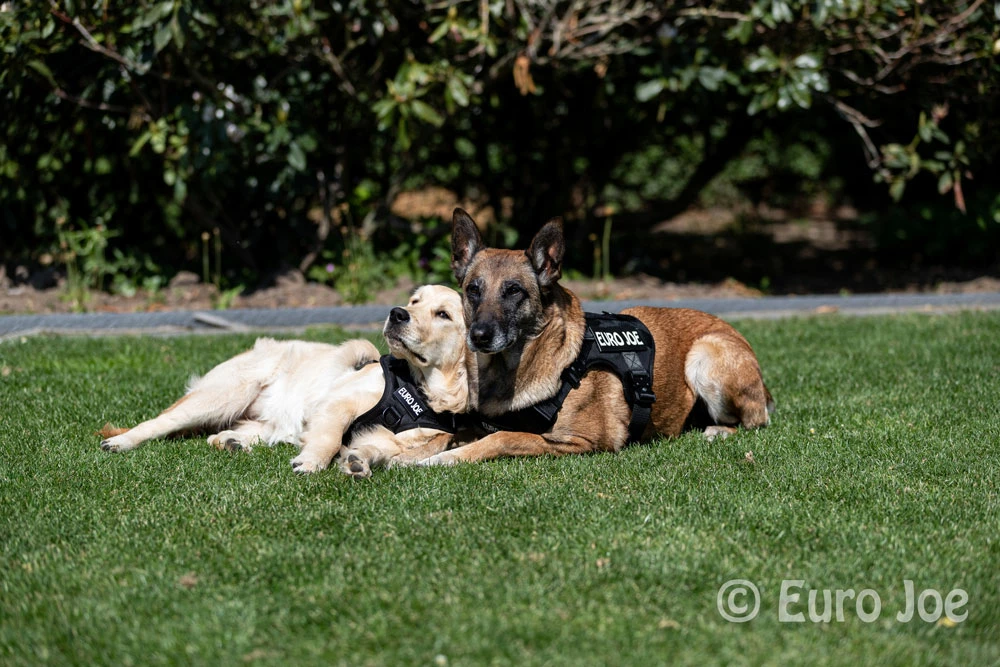 Euro Joe Nylon Harness 'Tactical' Orange 23 Euro Joe Nylon Harness 'Tactical' Orange - Image 23