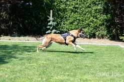 Euro Joe Nylon Harness 'Tactical' Black -FIRST AID Sales Store tactical harness 12 4