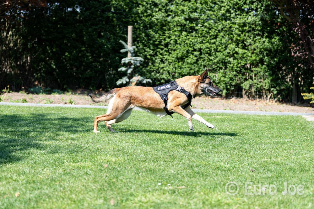 Euro Joe Nylon Harness 'Tactical' Neon Yellow 6 Euro Joe Nylon Harness 'Tactical' Neon Yellow - Image 6