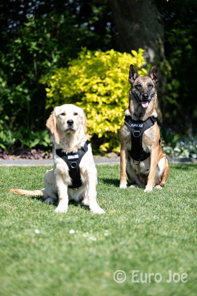 Euro Joe Nylon Harness 'Tactical' Orange 14 Euro Joe Nylon Harness 'Tactical' Orange - Image 14