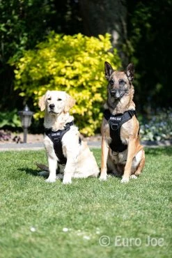 Euro Joe Nylon Harness 'Tactical' Orange 33 Euro Joe Nylon Harness 'Tactical' Orange -FIRST AID Sales Store tactical harness 3