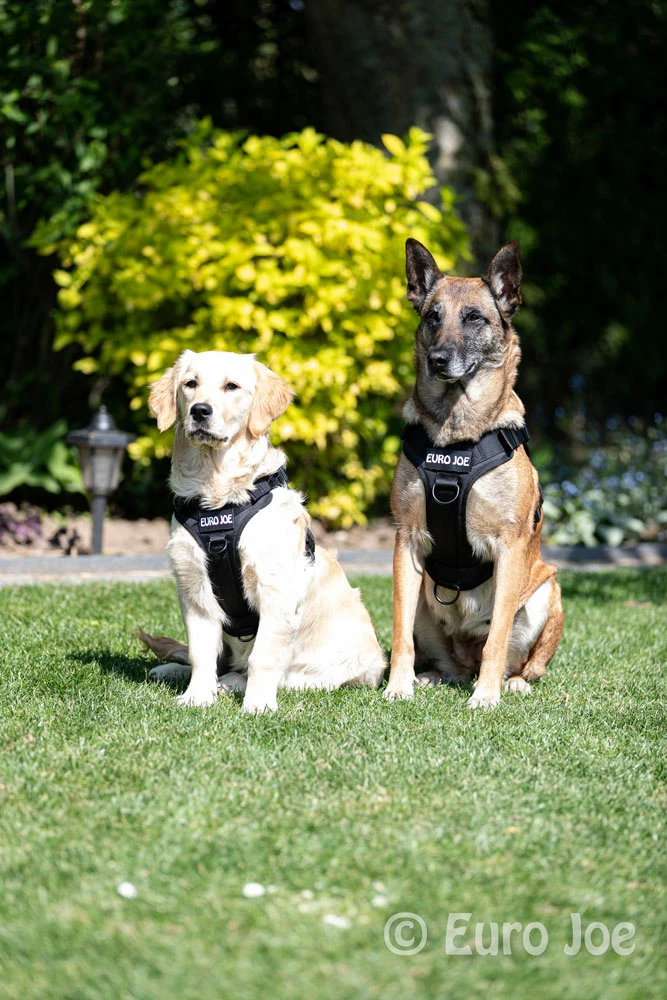Euro Joe Nylon Harness 'Tactical' Orange 3 Euro Joe Nylon Harness 'Tactical' Orange - Image 3